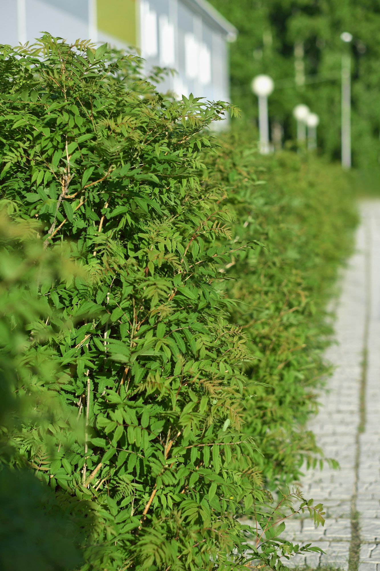 Trimmed bushes along the building. Gardening and plant care. green fence. selective focus.