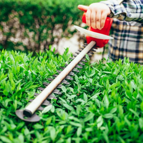 Cutting a shrub with an electric brush cutter