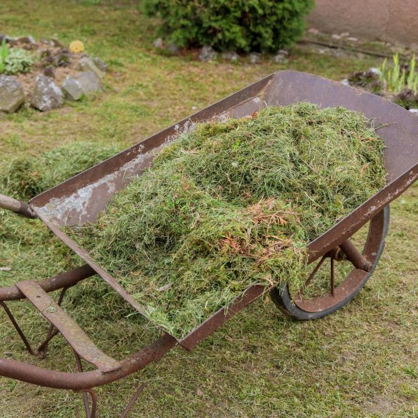 Garden cart with cut grass on yard.