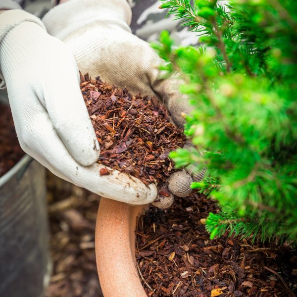 Gardening - Mulching plants with pine bark againts to weeds